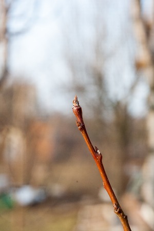 tree buds come alive and swollen in the early spring before floweringの写真素材