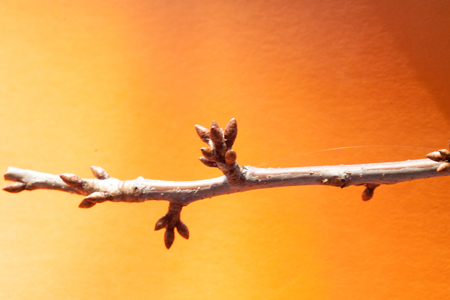 tree buds come alive and swollen in the early spring before floweringの写真素材