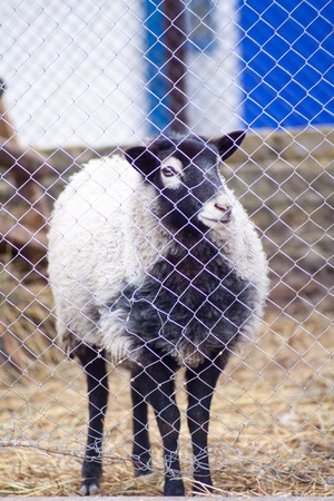 Romanov sheep breed in a pen at the home farm in Australiaの写真素材