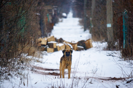 Home dog waiting for the owner and guarding the property on the road in the garden in winterの写真素材