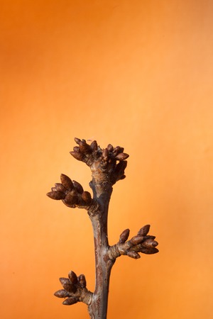 tree buds come alive and swollen in the early spring before floweringの写真素材