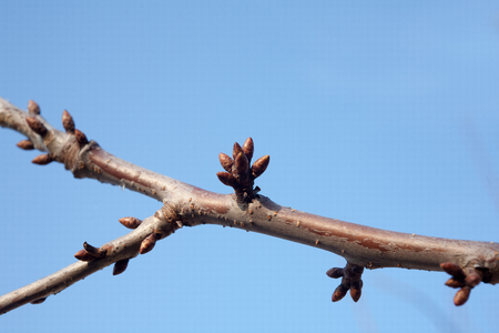 tree buds come alive and swollen in the early spring before floweringの写真素材