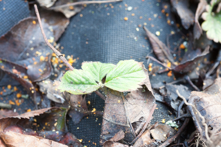 The first strawberry leaves waking up early in the spring after winterの写真素材