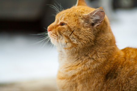 Wild homeless homemade red cat closeupの写真素材