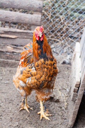 Beautiful cock for horoscope, rooster head as a symbol of the Chinese New Year, adult chicken in the henhouse among roosters and hens, homemade animal farm chicken coop for eggs and meatの写真素材