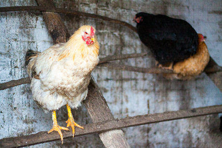 Beautiful cock for horoscope, rooster head as a symbol of the Chinese New Year, adult chicken in the henhouse among roosters and hens, homemade animal farm chicken coop for eggs and meatの写真素材