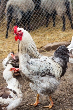 Beautiful cock for horoscope, rooster head as a symbol of the Chinese New Year, adult chicken in the henhouse among roosters and hens, homemade animal farm chicken coop for eggs and meatの写真素材