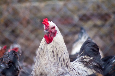 Beautiful cock for horoscope, rooster head as a symbol of the Chinese New Year, adult chicken in the henhouse among roosters and hens, homemade animal farm chicken coop for eggs and meatの写真素材