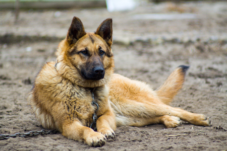 German Shepherd dog guarding the house and protects the host, guardian of property, shepherd-protector, a dog on a chainの写真素材