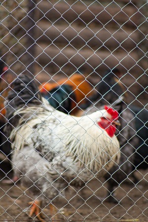 Beautiful cock for horoscope, rooster head as a symbol of the Chinese New Year, adult chicken in the henhouse among roosters and hens, homemade animal farm chicken coop for eggs and meatの写真素材