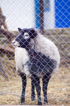 Romanov sheep breed in a pen at the home farm in Australiaの写真素材
