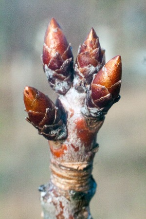 tree buds come alive and swollen in the early spring before floweringの写真素材