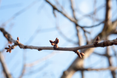 tree buds come alive and swollen in the early spring before floweringの写真素材