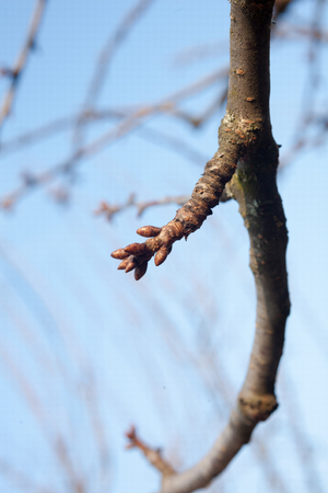 tree buds come alive and swollen in the early spring before floweringの写真素材