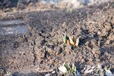 The first spring shoots of tulip flowers growing out of the earth on the bedの写真素材