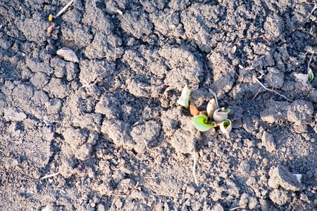 The first spring shoots of tulip flowers growing out of the earth on the bedの写真素材