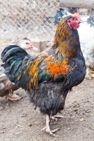 Beautiful cock for horoscope, rooster head as a symbol of the Chinese New Year, adult chicken in the henhouse among roosters and hens, homemade animal farm chicken coop for eggs and meatの写真素材