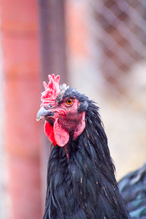 Beautiful cock for horoscope, rooster head as a symbol of the Chinese New Year, adult chicken in the henhouse among roosters and hens, homemade animal farm chicken coop for eggs and meatの写真素材
