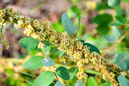 Dodder Genus Cuscuta is parasitic and totally dependent on other host plants for survivalの写真素材