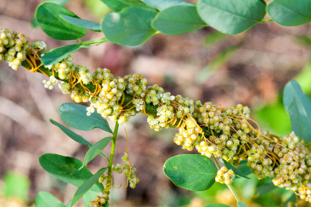 Dodder Genus Cuscuta is parasitic and totally dependent on other host plants for survivalの写真素材