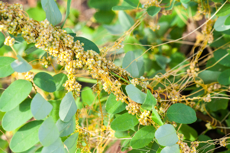 Dodder (Genus Cuscuta) is parasitic and totally dependent on other host plants for survivalの写真素材