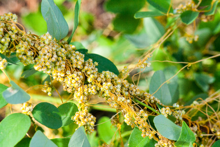 Dodder (Genus Cuscuta) is parasitic and totally dependent on other host plants for survivalの写真素材