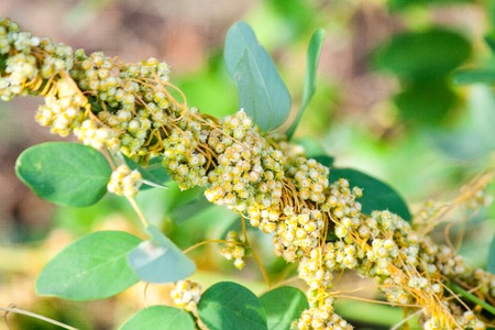 Dodder Genus Cuscuta is parasitic and totally dependent on other host plants for survivalの写真素材