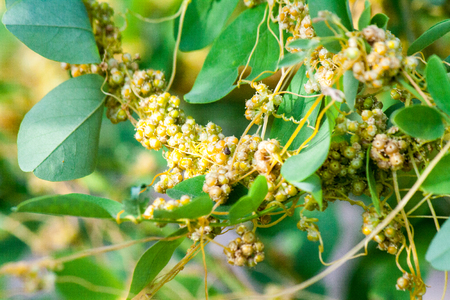 Dodder Genus Cuscuta is parasitic and totally dependent on other host plants for survivalの写真素材