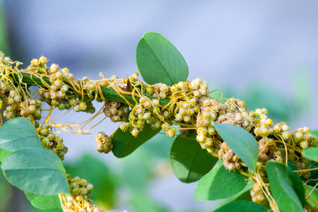Dodder Genus Cuscuta is parasitic and totally dependent on other host plants for survivalの写真素材