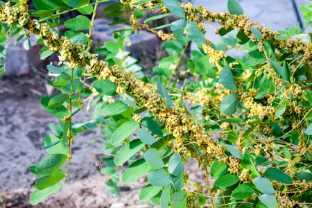 Dodder Genus Cuscuta is parasitic and totally dependent on other host plants for survivalの写真素材