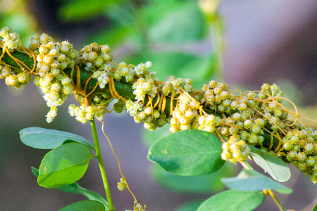 Dodder Genus Cuscuta is parasitic and totally dependent on other host plants for survivalの写真素材