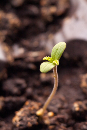 Healing marijuana germinating seed a small young green sprout with leavesの写真素材
