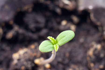 Healing marijuana germinating seed a small young green sprout with leavesの写真素材