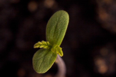 Healing marijuana germinating seed a small young green sprout with leavesの写真素材