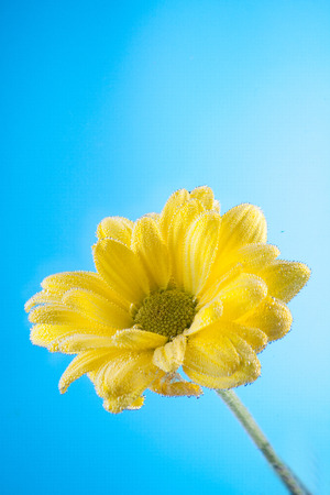 Yellow flowers of chrysanthemum on blue sky background for postcards and lettersの写真素材