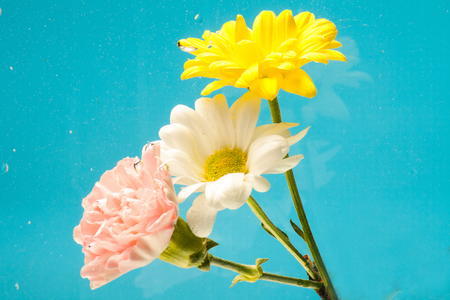 Spring bouquet of beautiful chrysanthemum flowers on a blue background for gift cardsの写真素材