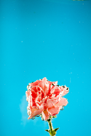 Red carnation flowers on a blue sky background for cards and lettersの写真素材