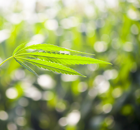 green leaf cannabis marijuana in the summer on a background of natureの写真素材