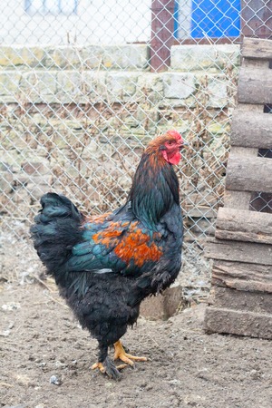 Beautiful cock for horoscope, rooster head as a symbol of the Chinese New Year, adult chicken in the henhouse among roosters and hens, homemade animal farm chicken coop for eggs and meatの写真素材