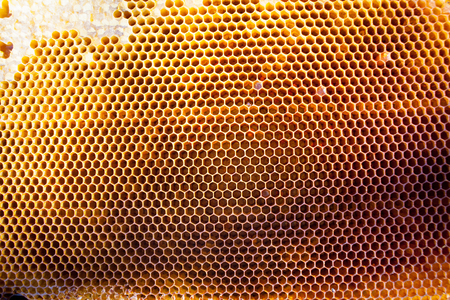 Background texture and pattern of a section of wax honeycomb from a bee hive filled with golden...