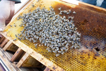 Background texture and pattern of a section of wax honeycomb from a bee hive filled with golden...