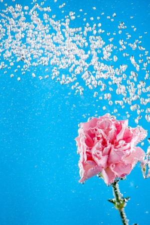 Red carnation flowers on a blue sky background for cards and lettersの写真素材