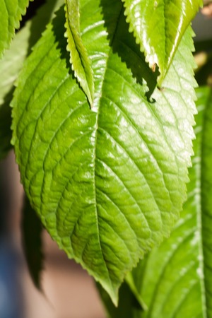 A green leaf of a tree blossoming in spring with a texture of veins and chlorophyllの写真素材