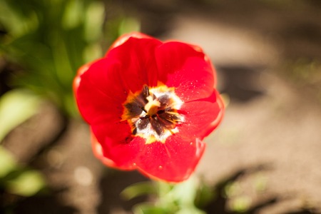 Tender Tulip flowers of a red-yellow color against a background of green grass in early spring in...