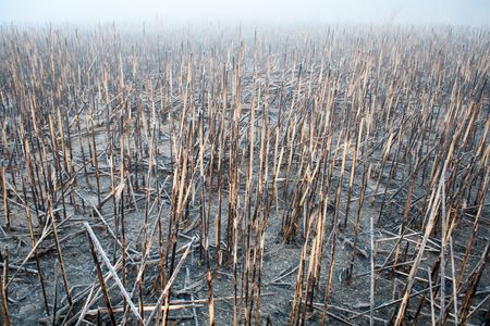 Burnt reeds on an island in the middle of the river misty morningの写真素材