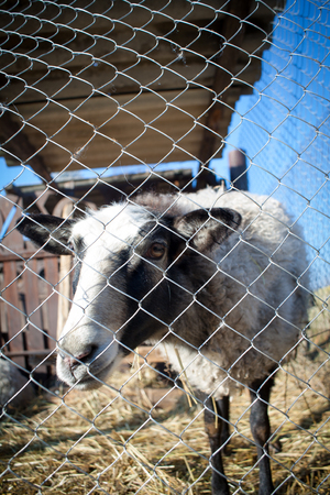 Romanov sheep breed in a pen at the home farm in Australiaの写真素材