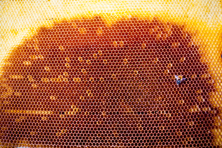 Background texture and pattern of a section of wax honeycomb from a bee hive filled with golden honey in a full frame viewの写真素材