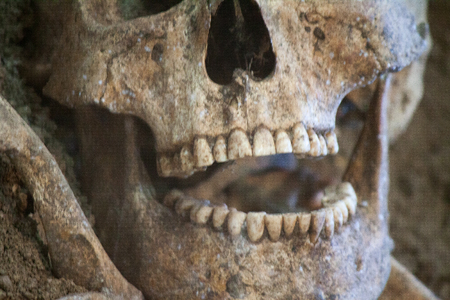 Laughing human skull with a smile Human skull with dark background. Concept of death, horror and anatomy. Human bones fear horror archaeological excavationsの写真素材