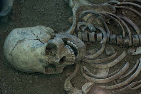 Archaeological excavations of an ancient human homo sapiens man reasonable Neanderthal bones skeleton and human skullの写真素材