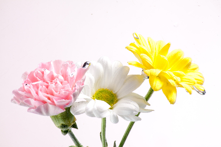 Spring bouquet of beautiful chrysanthemum flowers on a white background for gift cardsの写真素材
